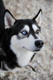 stockfoto portrait of husky dog with