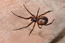 The false widows don't have a dangerous sting. How Weird Weather Is Fuelling Explosion Of Venomous False Widow Spiders Whose Bites Are Crippling Brits Find Out If Your Area Is At Risk