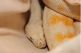 have you lost your white carpet python