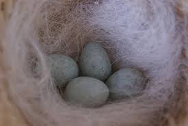 nido con 4 huevos