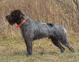 wire haired pointing griffon dog
