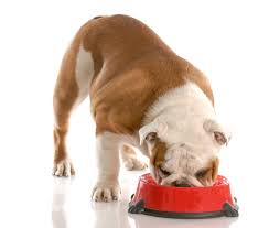 Feeding Requirements For Bulldogs Bulldogguide Com