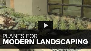Plants For A Modern Garden Garden Design