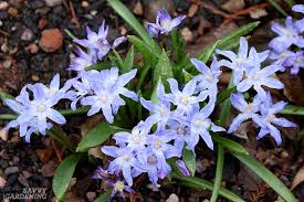 All plants are listed in alphabetical order (a to z) of their english names. Unusual Flower Bulbs For Your Garden And How To Plant Them