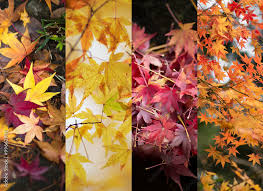autumn leaves color changes four