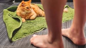 why do cats on bathroom rugs