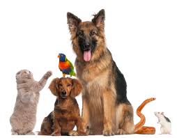 Resultado de imagen para imagenes animales en grupo