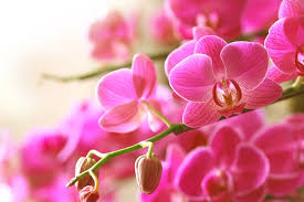 Hasil carian imej untuk orchid