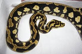 aussie pythons snakes forum