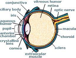 anatomy of an eye