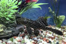 Plecostomus Complete Guide Species Care Tank Requirements