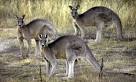 Large kangaroo kicks woman to the ground in unprovoked attack on ...
