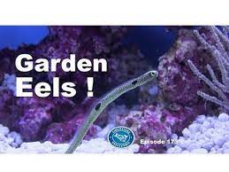 keeping garden eels in the home