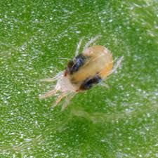 how to get rid of spider mites dengarden