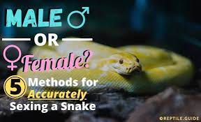 ing your snake 5 proven ways to