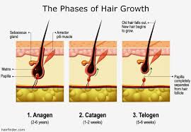 how fast does hair grow hair growth
