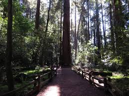 Henry cowell redwoods state park campground felton california. Henry Cowell Redwoods State Park Sempervirens Fund