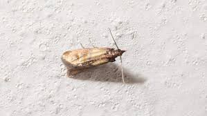 clothes vs pantry moths and how to spot