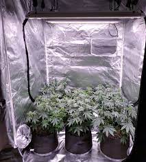 The same lighting that works best for seedlings and clones also works well. Which Led Grow Lights Are Best For Growing Cannabis Grow Weed Easy