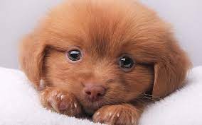 hd wallpaper cute brown puppy