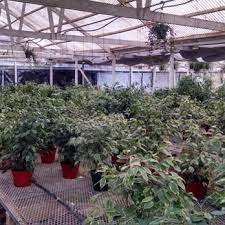 Mountain View Plant Growers Closed
