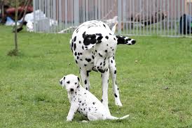 Gerne könnt ihr freunde, bekannte und verwandte, die einen dalmatiner suchen oder einen dalmatiner kennen, der hilfe. Dalmatiner Vom Bahrener Hof 6 Woche