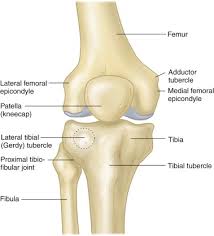 Located above the medial condyle, it bears an elevation, the adductor tubercle, which serves for. The Knee Musculoskeletal Key