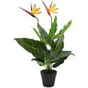 Image result for strelitzia
