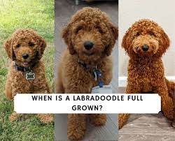 when is a labradoodle full grown we