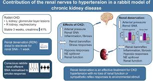 Chronic kidney disease, also called chronic kidney failure treatment for chronic kidney disease focuses on slowing the progression of the kidney damage, usually by controlling the underlying cause. Contribution Of The Renal Nerves To Hypertension In A Rabbit Model Of Chronic Kidney Disease Hypertension
