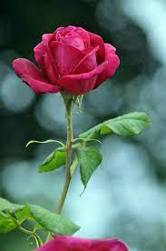 玫瑰花植物群- Pixabay上的免费照片- Pixabay