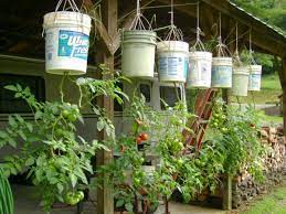 Tomatoes In Five Gallon Buckets