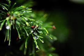 rainy wet plant pine needles green