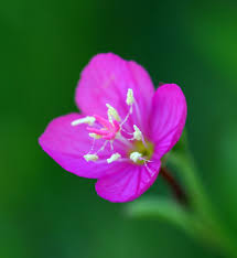 SEINet Portal Network - Oenothera rosea