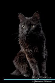 The nebelung is quite a new cat breed, and it started with cats named siegfriedand and brunhilde in the mid 1980s. Nebelung Cat Affirmations Workbook Nebelung Cat Presents Positive And Loving Affirmations Workbook Includes Mentoring Questions Guidance Supporting You Positivity Live 9781526972149 Amazon Com Books