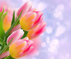 hd wallpaper flowers tulip close up