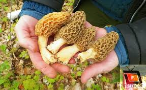The Morel Of The Story Is We Love Mushrooms Freeport News