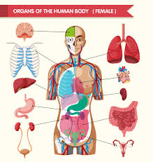 organs of the human body diagram 416524