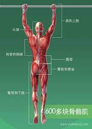 肌肉系统| 学习肌肉解剖学