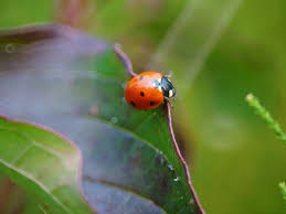 attracting ladybugs encouraging