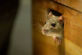 how to keep mice out of a storage unit
