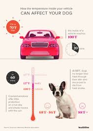 Dogs And Hot Car Dangers