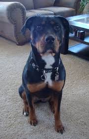 Rottweilers are also known as rotties, rotts, and american rottweiler. Pittweiler Dog Breed Information And Pictures