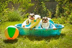 your dog a wading pool