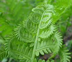 how to care for fern house plants