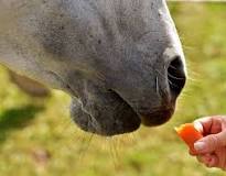 how-do-you-cut-carrots-for-horses