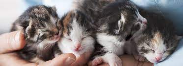 Instead, the company offers pets for adoption. Kitten Vaccination Schedule Petsmart
