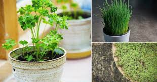 8 Herbs That Grow Without Sunlight