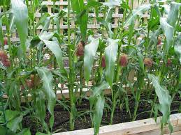 how to grow corn houzz