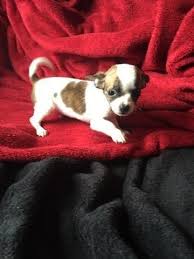 Over 4 weeks ago on puppyfind. Teacup Chihuahua Pets And Animals For Sale Michigan